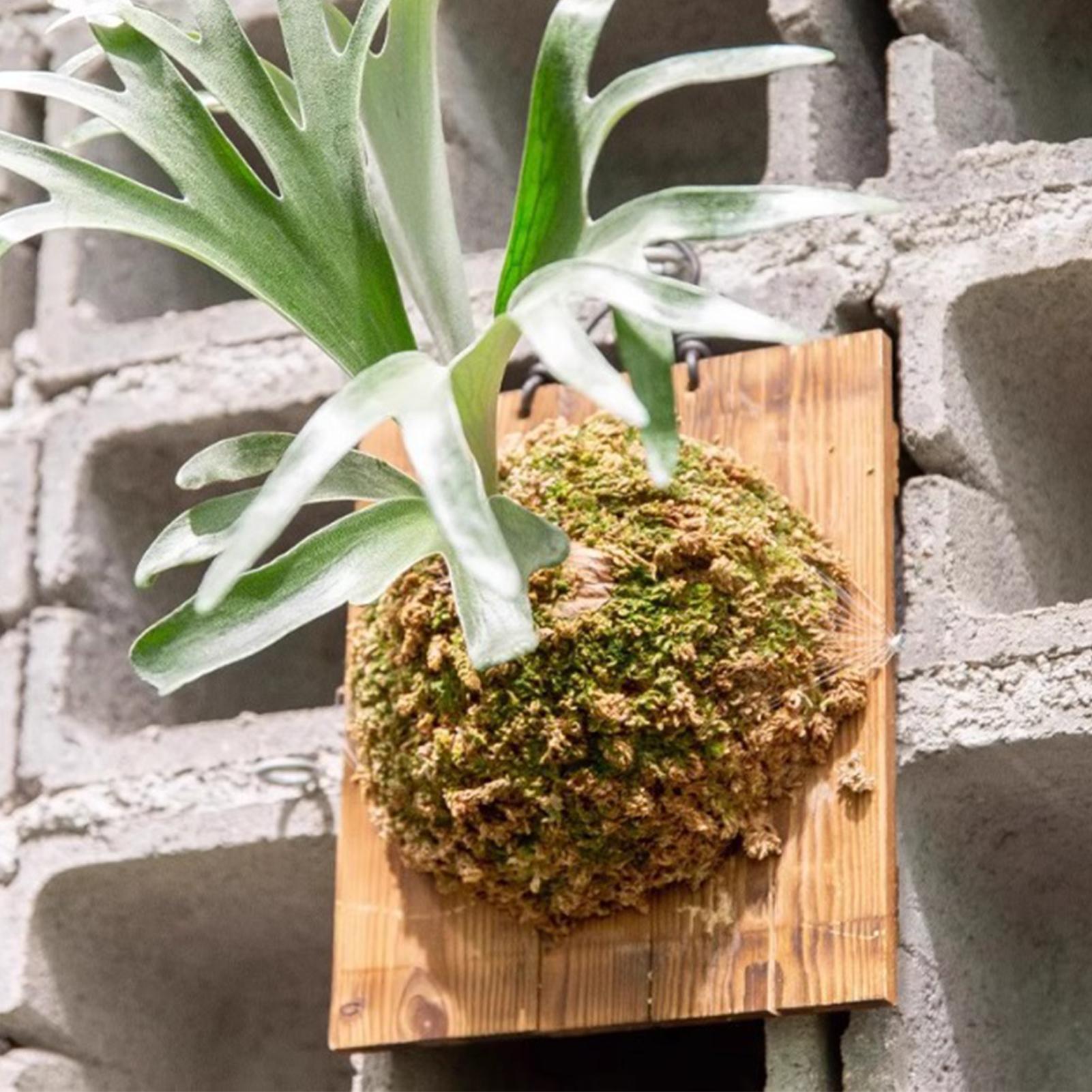 Rattan Plant Basket - 1 個屋内木製スタッグホーンシダ吊りボード壁掛けプランター垂直庭園取付プレート屋内壁プランター