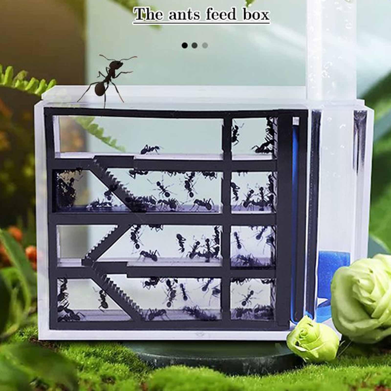 アリ飼育場 DIY 科学教育学習 組み立て簡単 アリの生息地 - Home Decor Habitat のレビューと価格