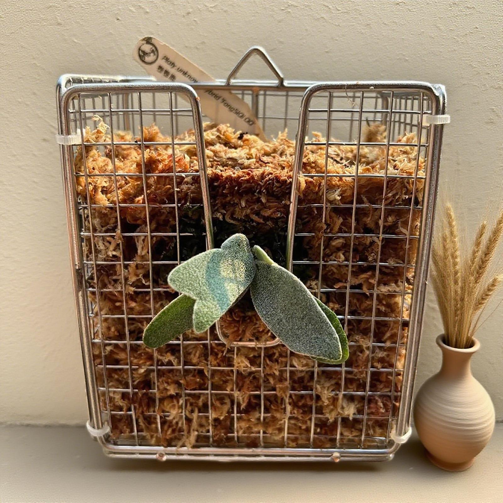 スタッグホーンシダ取り付けキット ステンレス製壁掛けプランタ - Rattan Plant Basket のレビューと価格