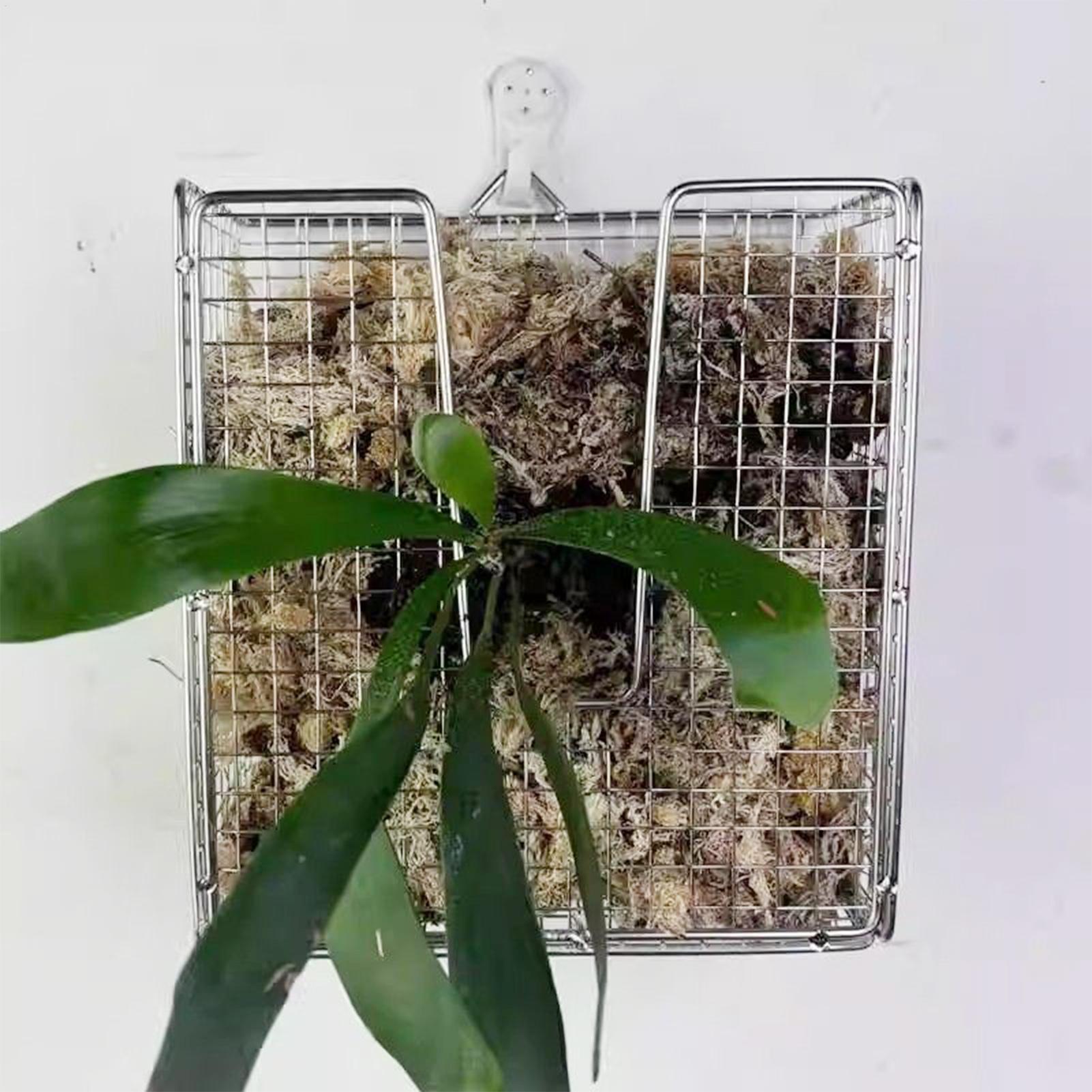 スタッグホーンシダ取り付けキット ステンレス製壁掛けプランタ - Rattan Plant Basket のレビューと価格