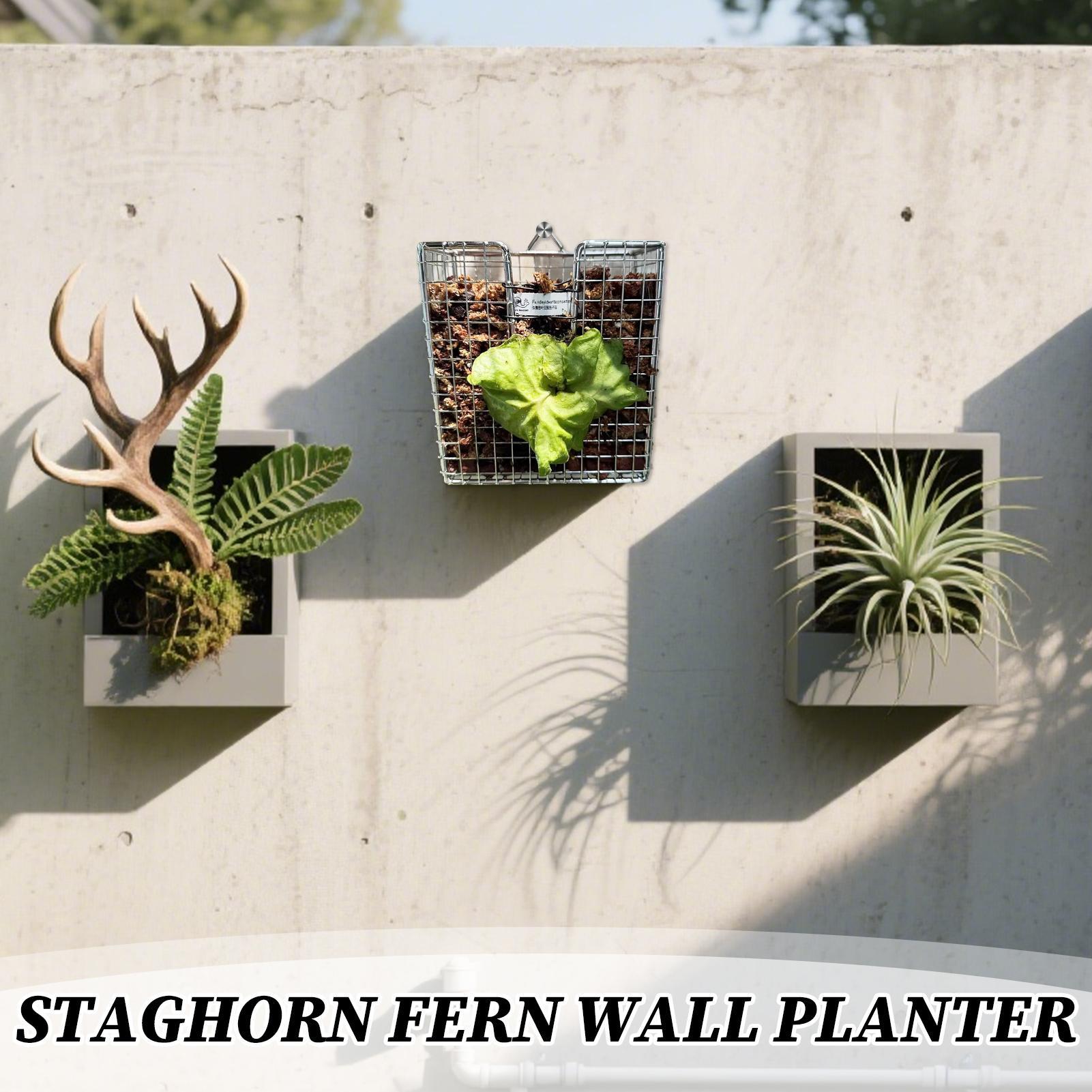 スタッグホーンシダ取り付けキット ステンレス製壁掛けプランタ - Rattan Plant Basket のレビューと価格