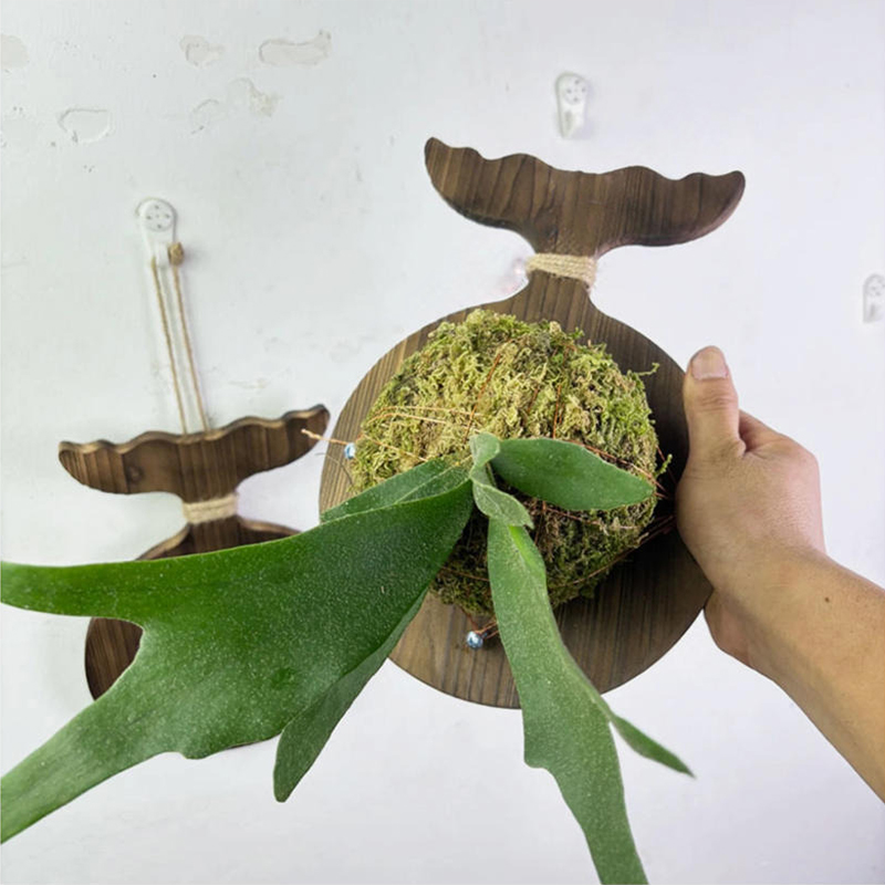 新しい木製スタッグホーンファーン壁掛けボード、デンドロビウム - Rattan Plant Basket のレビューと価格