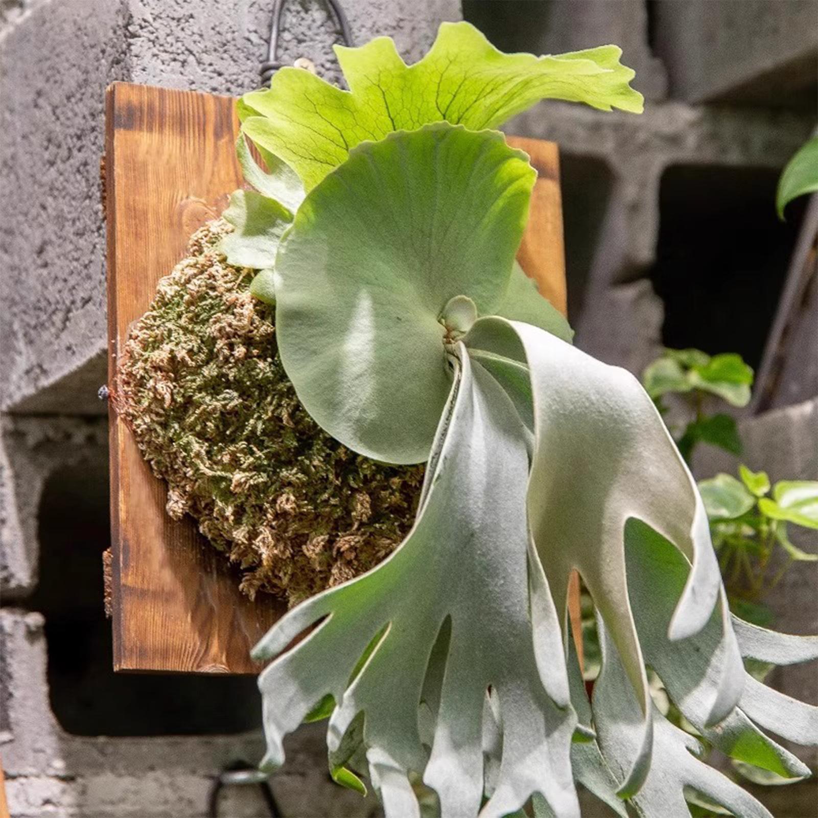 1 個屋内木製スタッグホーンシダ吊りボード壁掛けプランター垂 - Rattan Plant Basket のレビューと価格