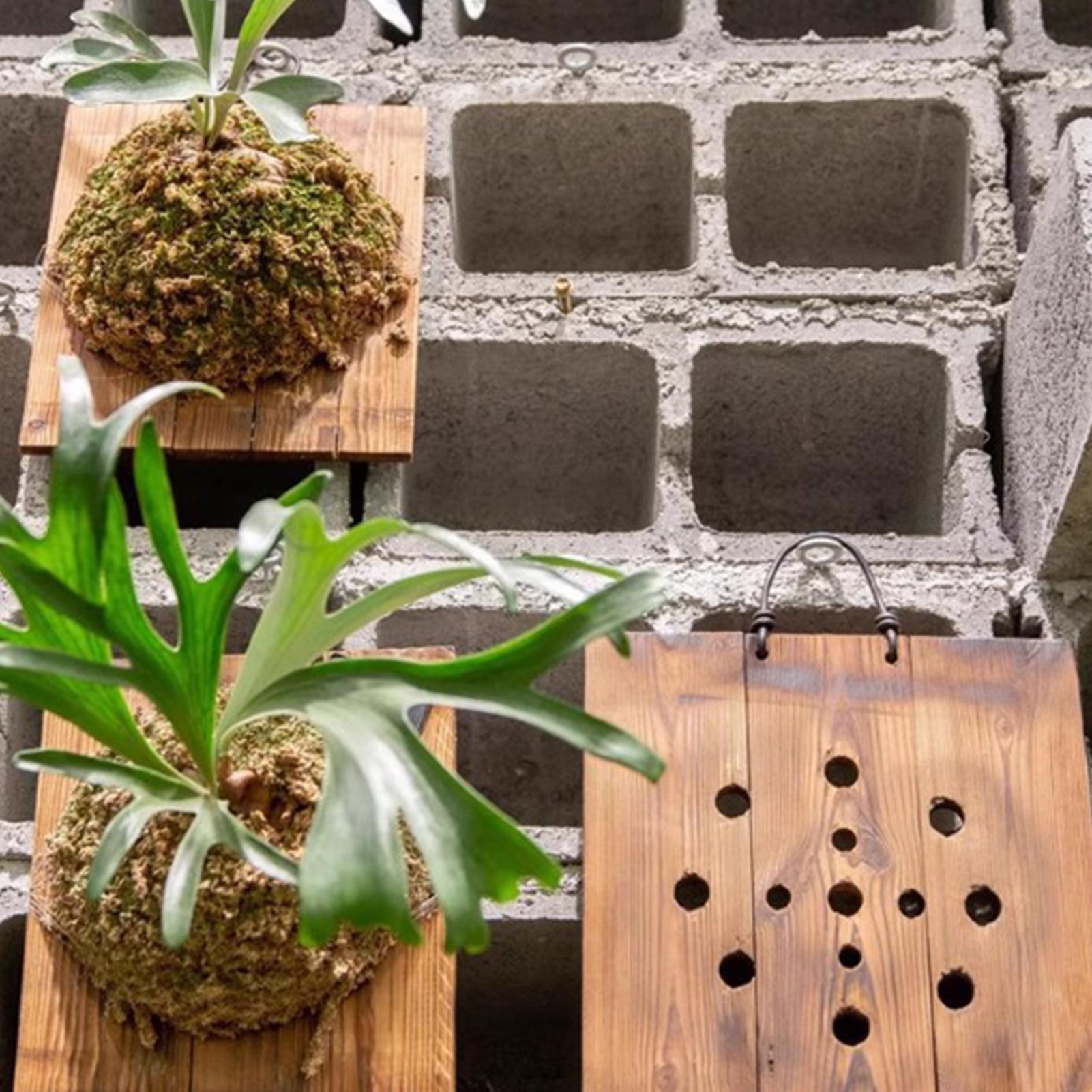 1 個屋内木製スタッグホーンシダ吊りボード壁掛けプランター垂 - Rattan Plant Basket のレビューと価格